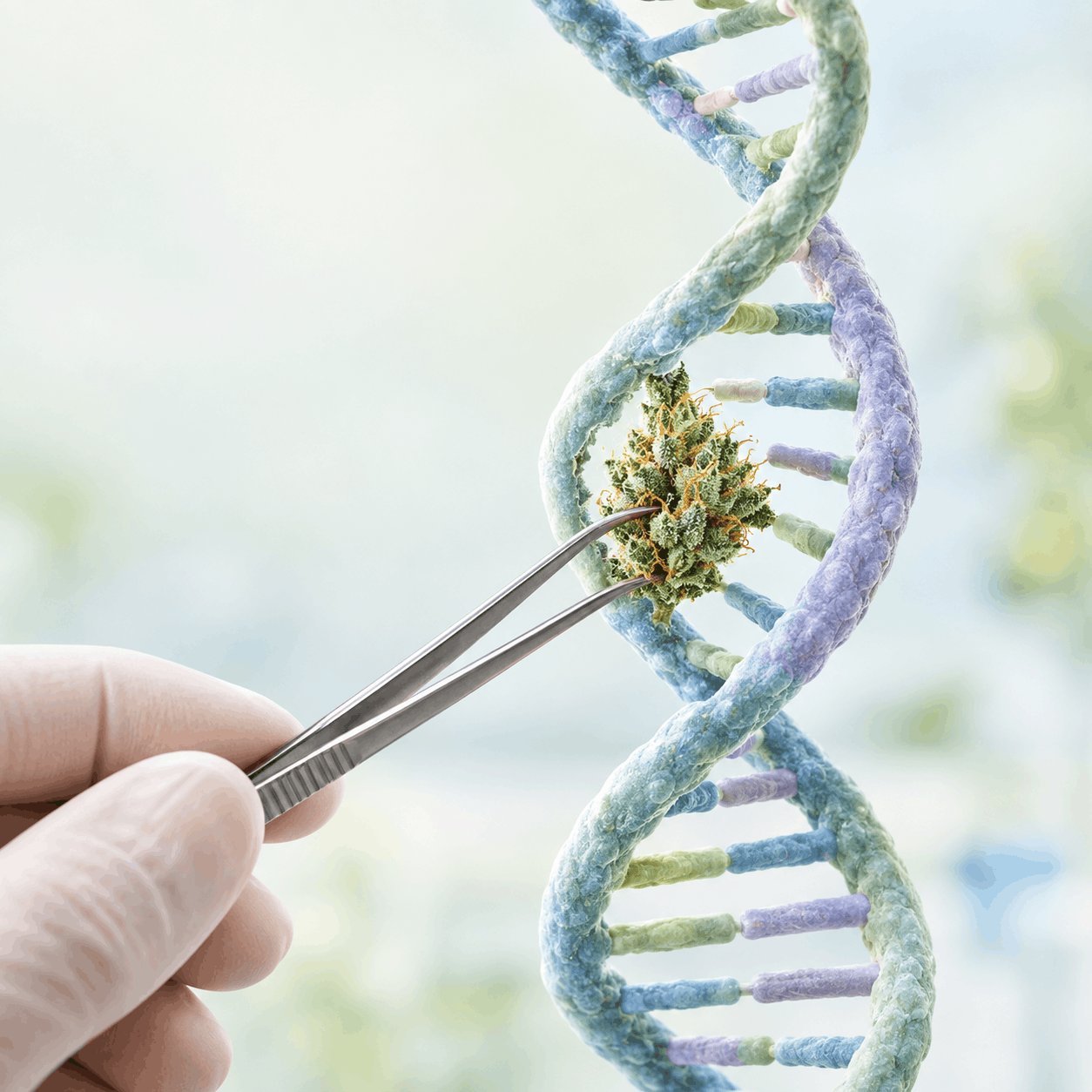 cannahelix (1)